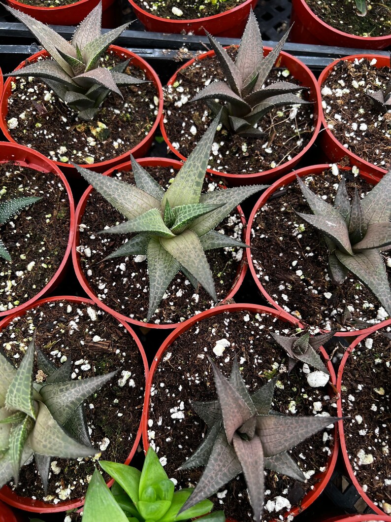Haworthia Tessellata, Rare Succulent, Live Plant in 4 pot image 3