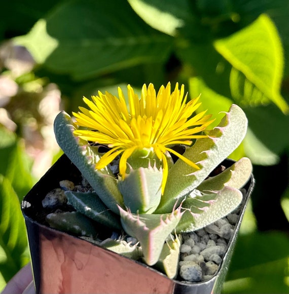 succulent plant with pot Napa Ohio Clay Pot Planter Burley Clay
