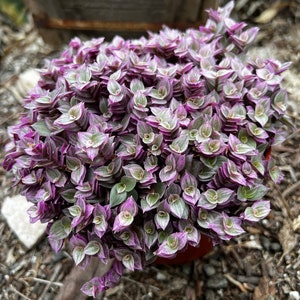 May include: A close-up of a potted plant with small, purple and green leaves. The leaves are arranged in a spiral pattern, creating a unique and interesting texture.