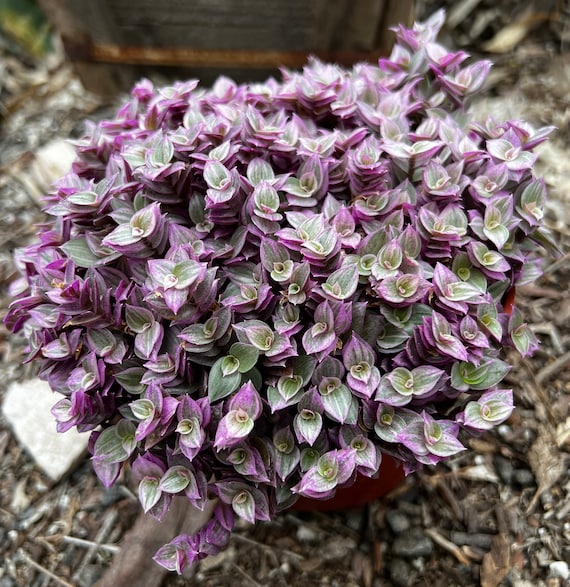 Buy Callisia Repens, Pink Lady Plant, Pink Panther, Creeping Inch Plant,  Turtle Vine, Pink Tradescantia, Cute Plant in 2", 4", 6" Pot Online in  India - Etsy
