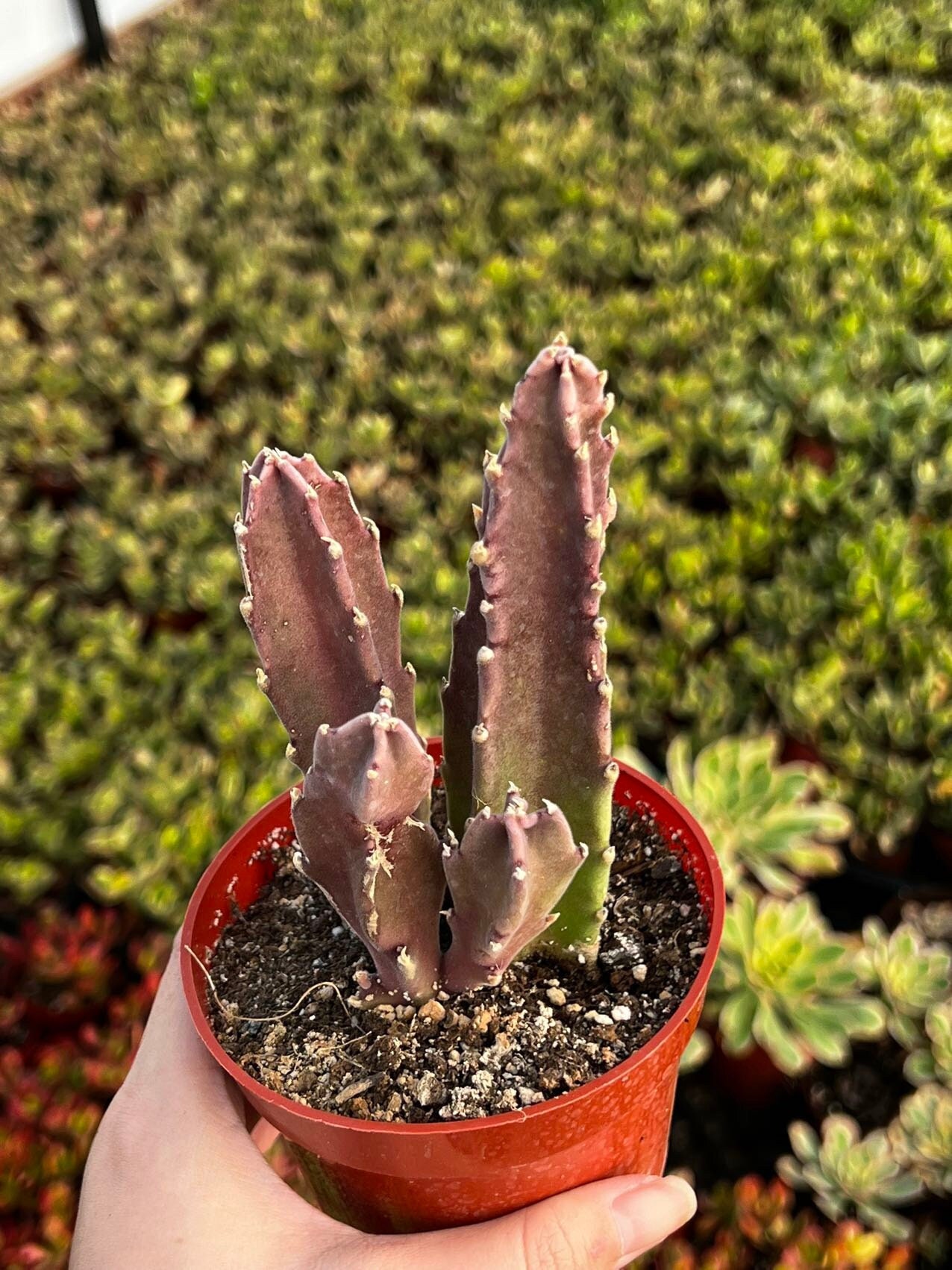 Starfish Flower Cactus, Giant Zulu, Giant Toad, Live Succulent in