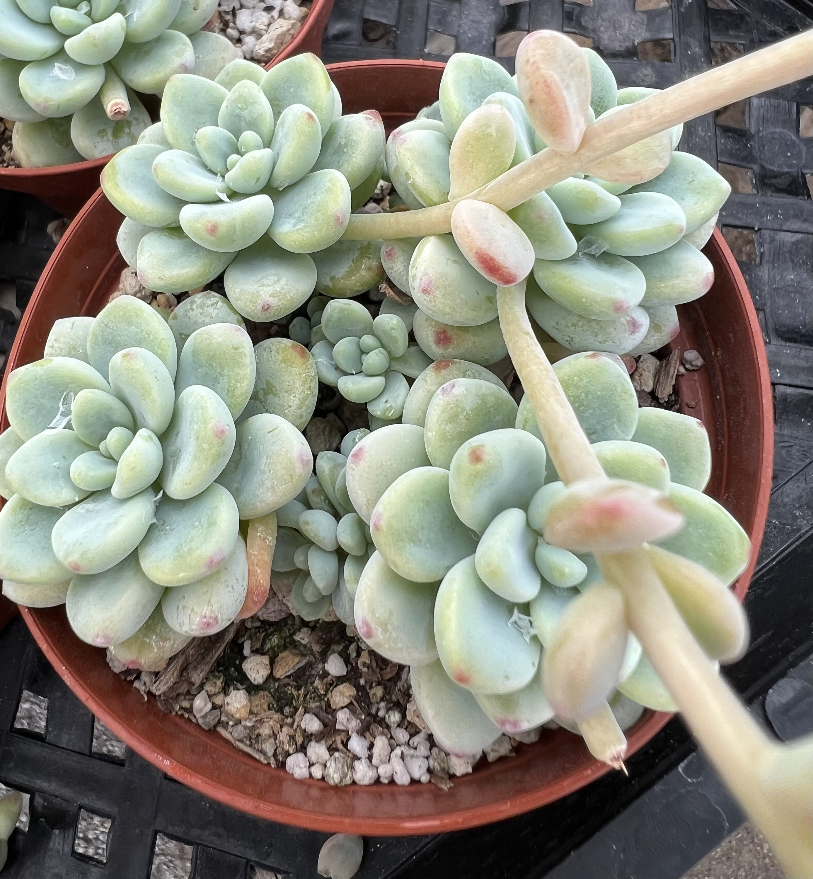 Sedum Clavatum, Garganta de Tiscalatengo, Suculenta Floral, Planta de  Jardín de Rocas, Planta Viva en maceta de 4'' - Etsy México, image size:2775x3000