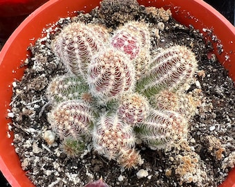 Peanut Cactus Clusters, Minimalist Cactus, Potted Live Succulent in 2'', 4'' pot