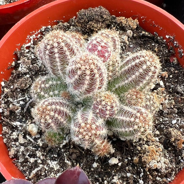 Peanut Cactus Clusters, Minimalist Cactus, Potted Live Succulent in 2'', 4'' pot