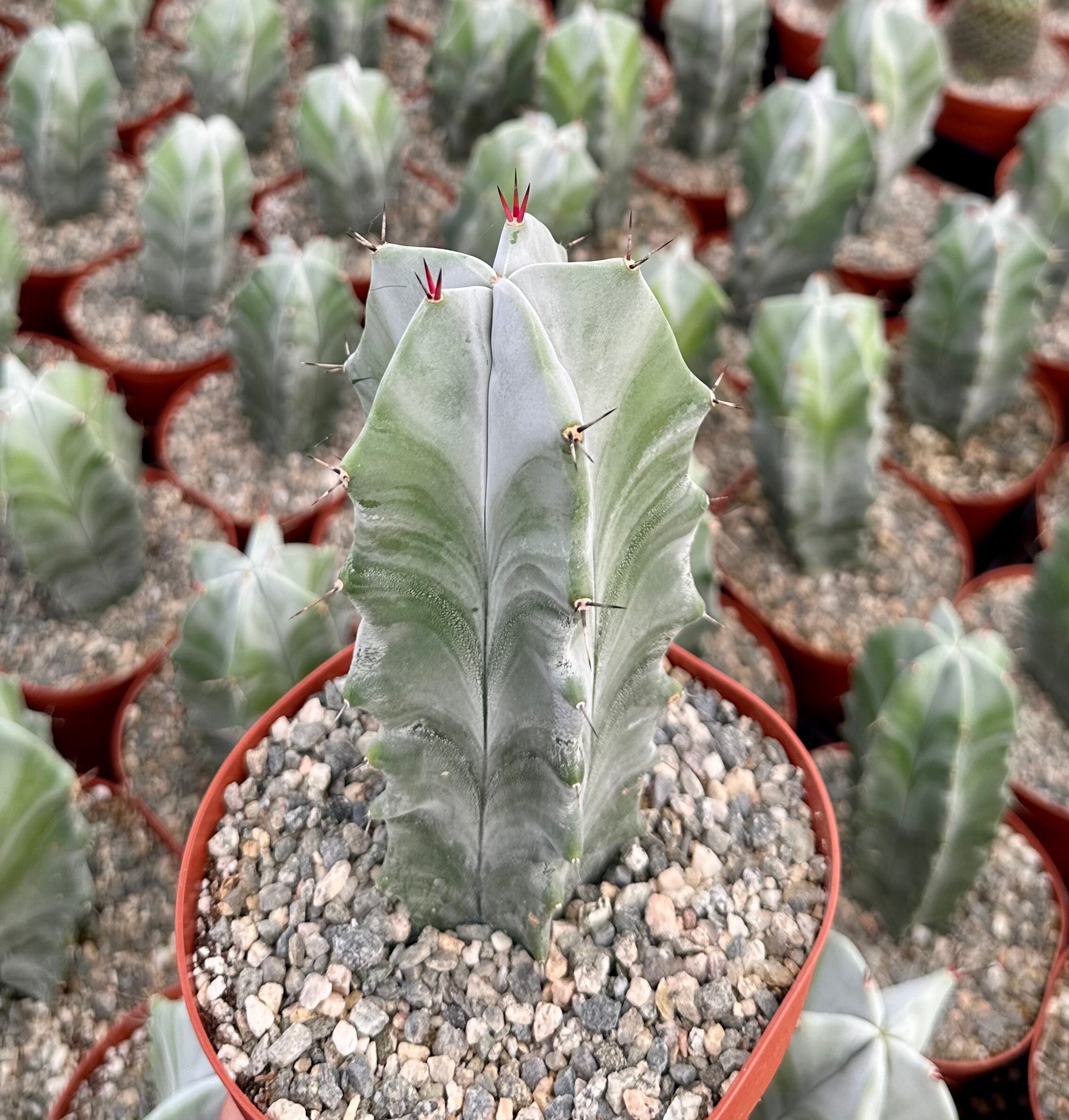 Grey Ghost Organ Pipe, Stenocereus Pruinosus, Rare Cactus in 2", 4", 6" pot  - Etsy sterreich