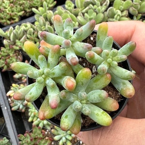 Jelly Beans, Sedum Pachyphyllum Rose, Live Succulent In 2, 4'' Pot 2" pot