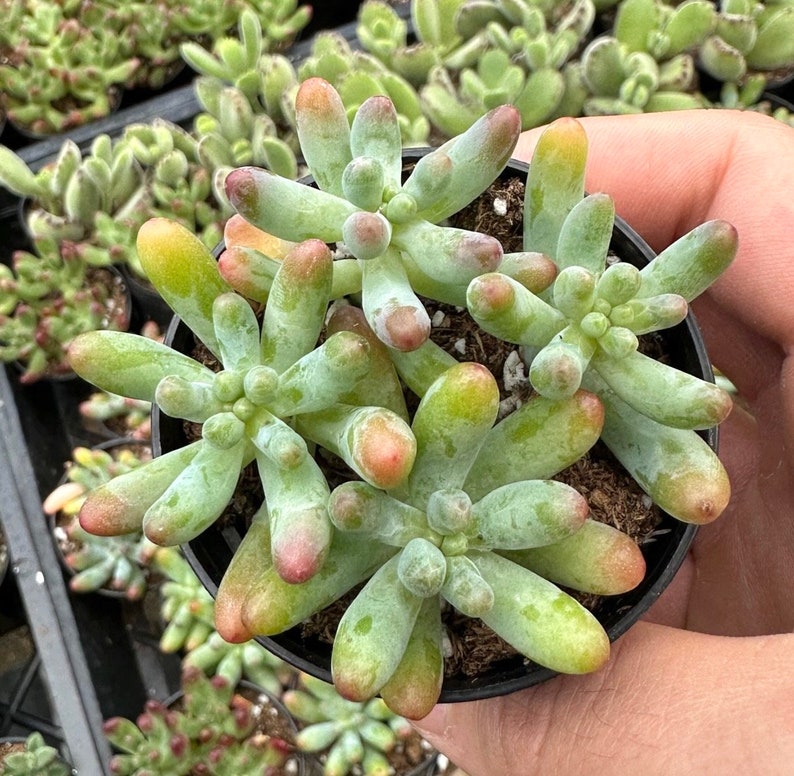 Jelly Beans, Sedum Pachyphyllum Rose, Live Succulent In 2, 4'' Pot 2" pot