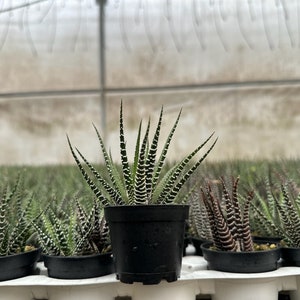 Zebra Plant, Haworthia Fasciata, Small Succulent, Easy care plant in 2, 4 pot image 4