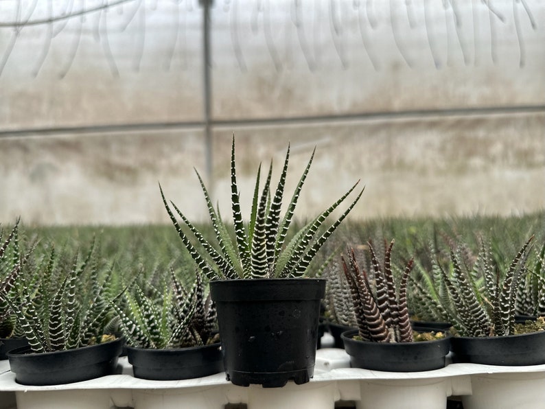 Zebra Plant, Haworthia Fasciata, Small Succulent, Easy care plant in 2, 4 pot image 4