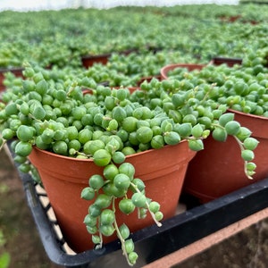Pu&ograve; includere: Primo piano di un gruppo di piccole piante grasse verdi in vasi di terracotta. Le piante hanno foglie rotonde a forma di perle e sono disposte in file su uno scaffale di metallo nero.