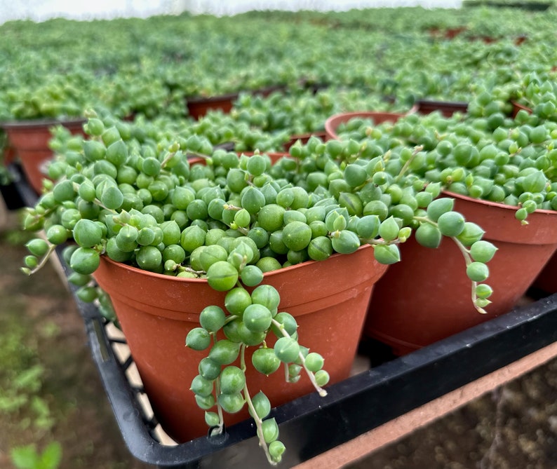 Pu&ograve; includere: Primo piano di un gruppo di piccole piante grasse verdi in vasi di terracotta. Le piante hanno foglie rotonde a forma di perle e sono disposte in file su uno scaffale di metallo nero.