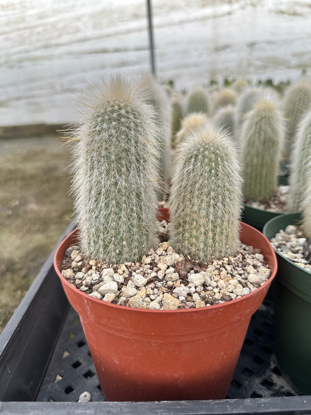 8. Can I Find Rare Or Exotic Cacti In Local Stores?