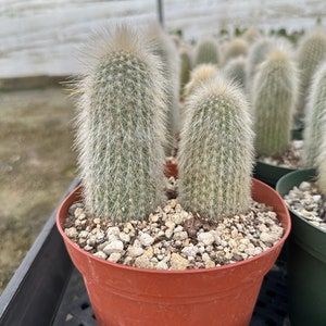 Silver Torch Cactus, 2 pcs Rare Cactus, Large Outdoor Houseplant in 6&#39;&#39; pot