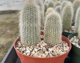 Silver Torch Cactus, 2 pcs Rare Cactus, Large Outdoor Houseplant in 6'' pot