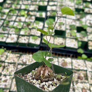 May include: A small, brown, knobby plant with green leaves growing in a green square pot. The plant is surrounded by other small plants in similar pots.
