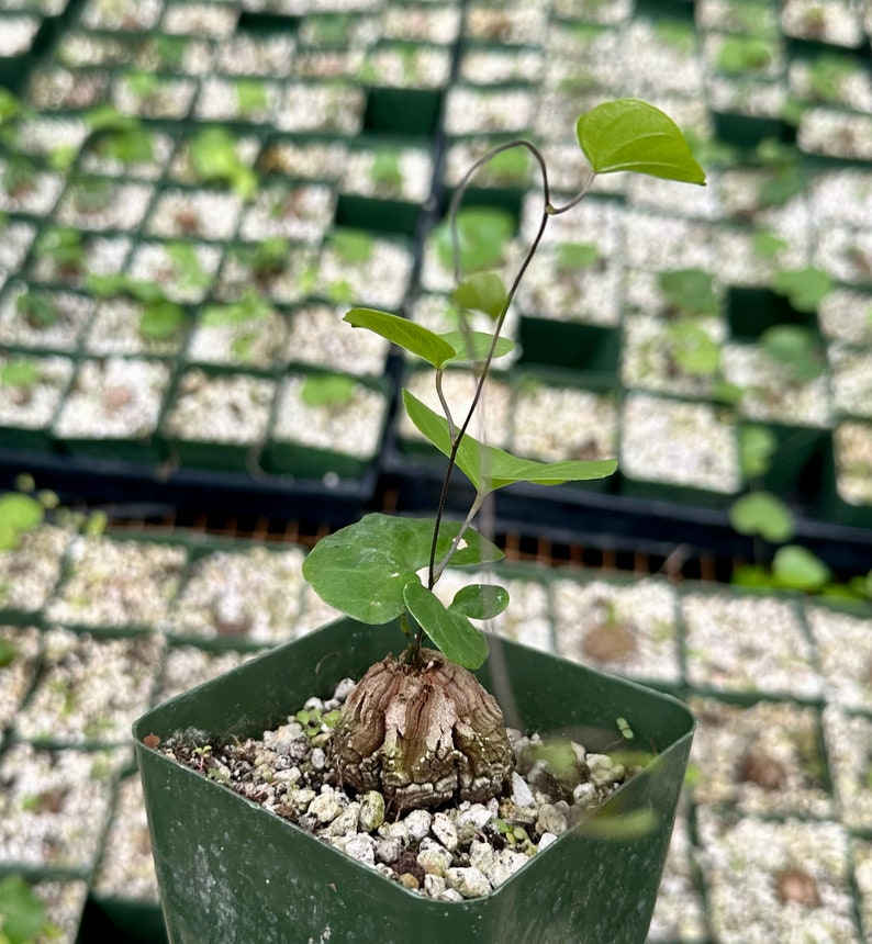 May include: A small, brown, knobby plant with green leaves growing in a green square pot. The plant is surrounded by other small plants in similar pots.