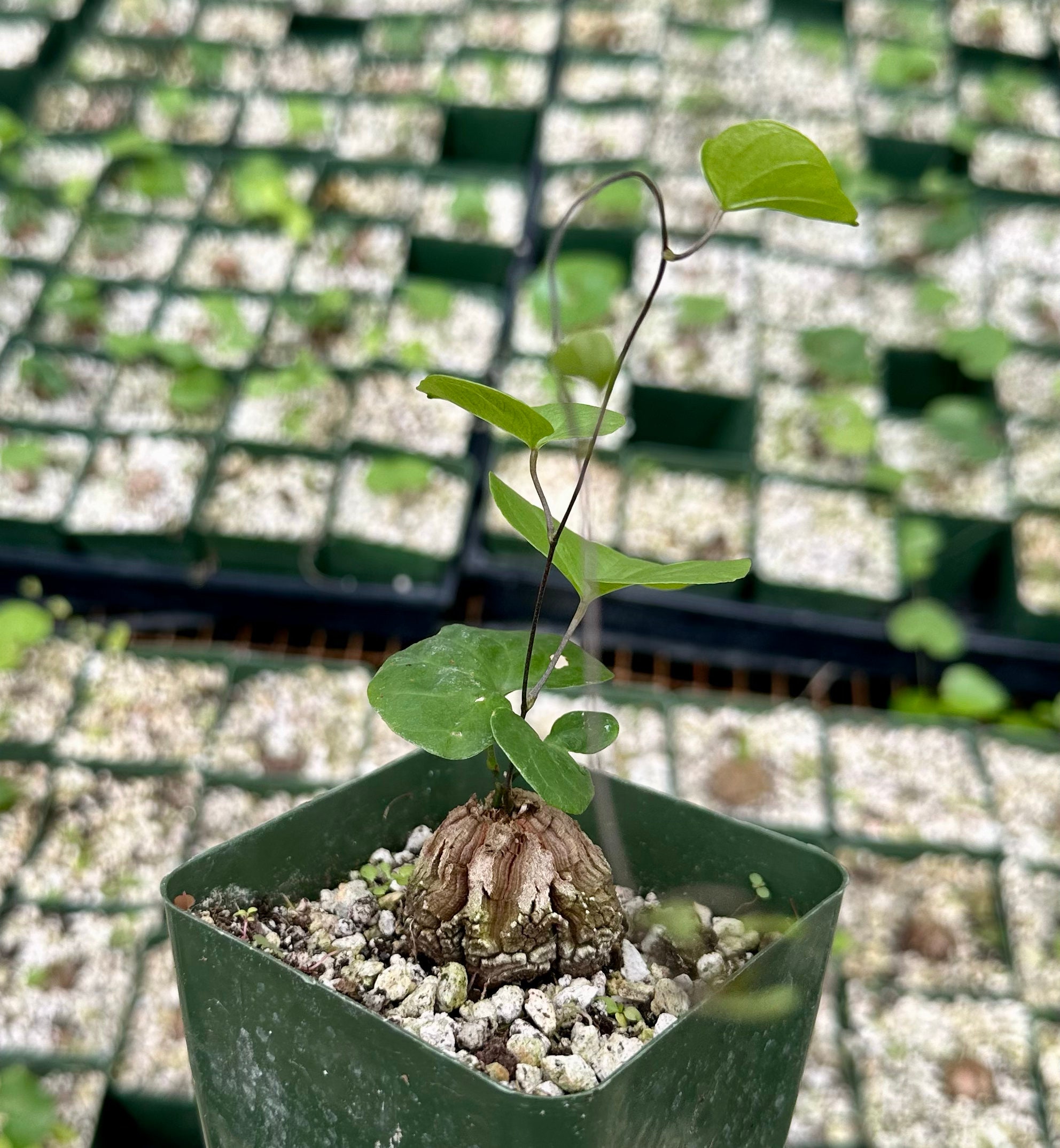 Dioscorea Elephantipes, Elephant's Foot, Exotic Plant, Live Plant