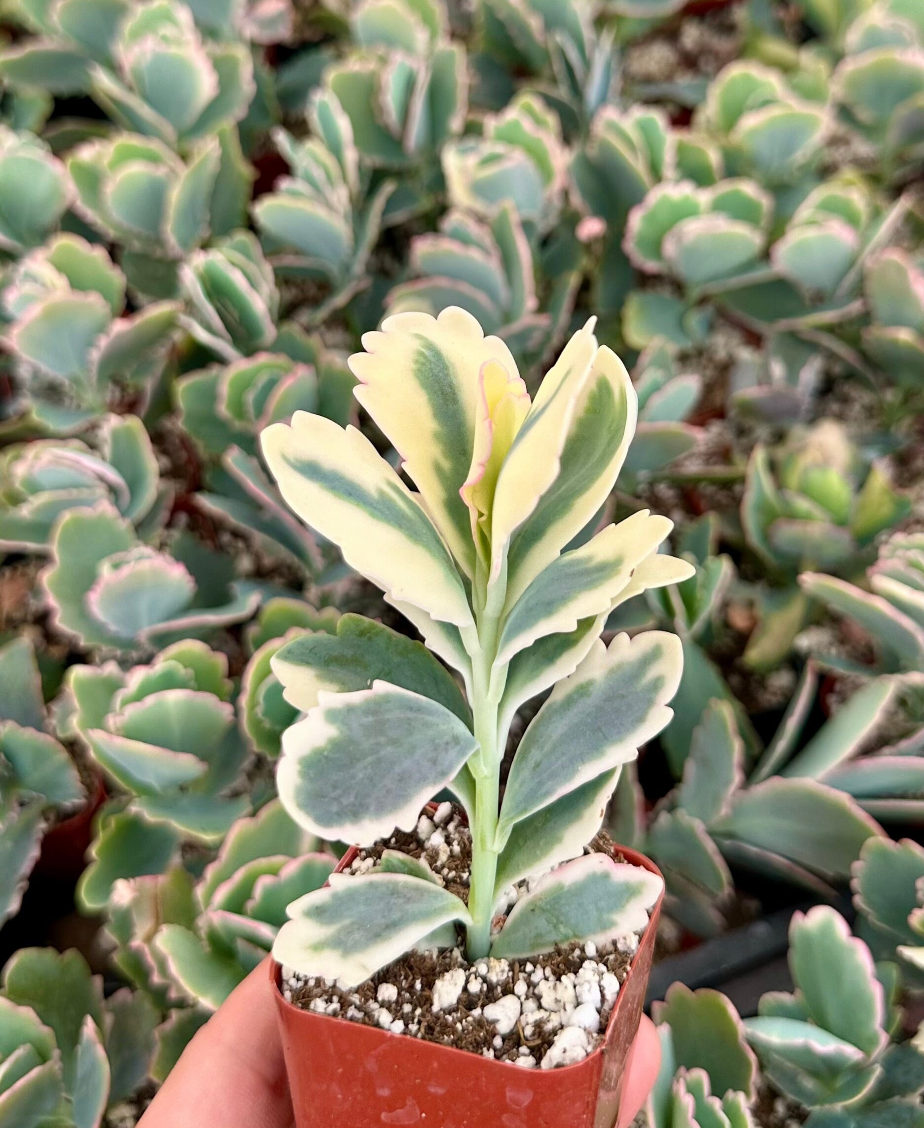 Variegated Lavender Scallop, Variegated Kalanchoe Fedtschenkoi