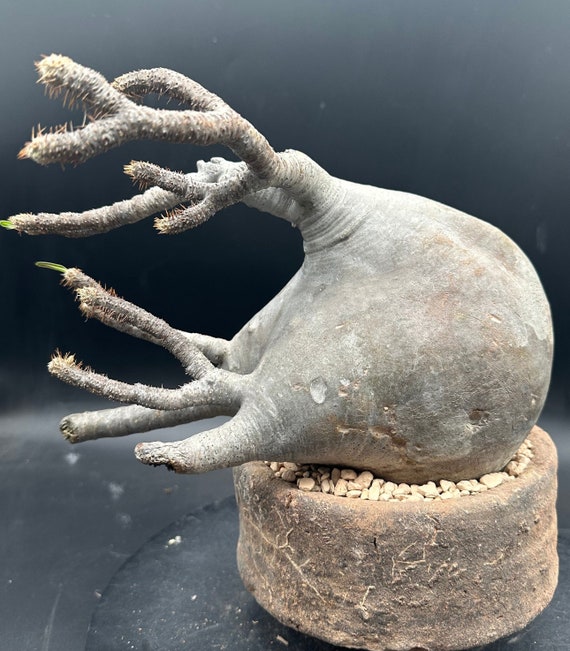 Gracilius, Exotic Rare Plant, Unique Plant Collection, Ship in