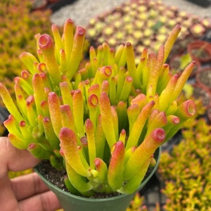 Crassula Gollum/Ovata, Shrek ear, Live succulent, Jade plant in 2", 4", 6" pot