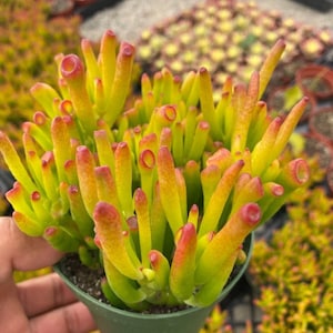 Crassula Gollum/Ovata, Shrek ear, Live succulent, Jade plant in 2&quot;, 4&quot;, 6&quot; pot