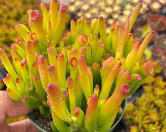 Crassula Gollum/Ovata, Shrek ear, Live succulent, Jade plant in 2", 4", 6" pot