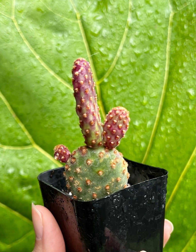 Mini Cinnamon Cactus Opuntia Rufida Minima Rare Cactus Etsy