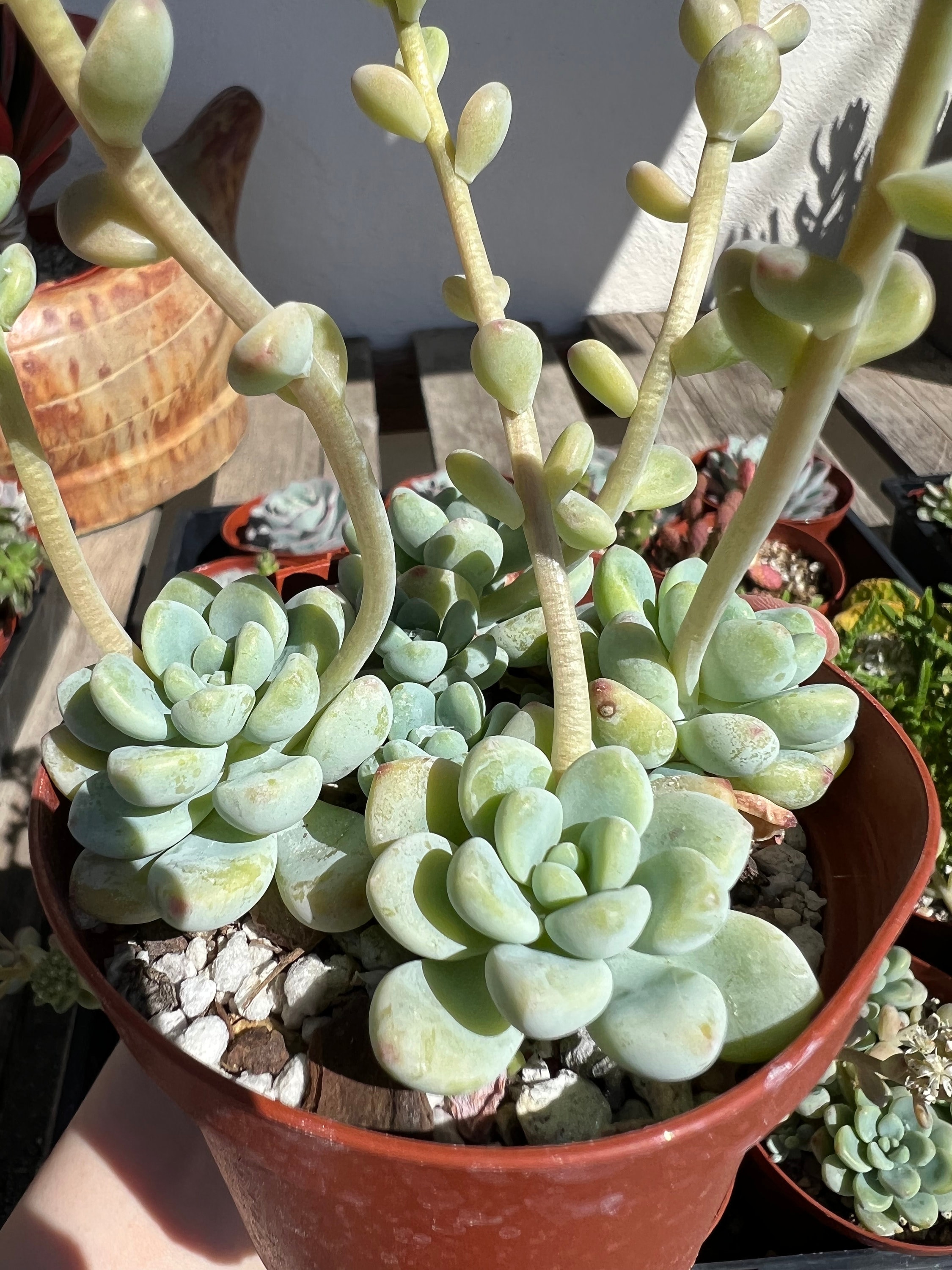 Sedum Clavatum, Garganta de Tiscalatengo, Suculenta Floral, Planta de  Jardín de Rocas, Planta Viva en maceta de 4'' - Etsy México, image size:2250x3000