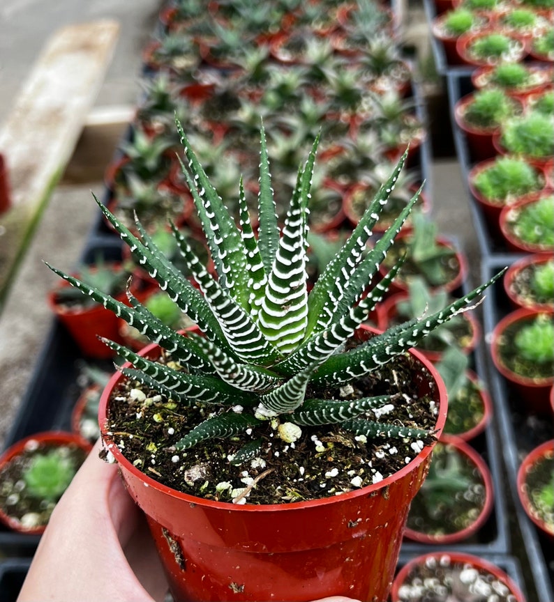 Zebra Plant, Haworthia Fasciata, Small Succulent, Easy care plant in 2, 4 pot image 2