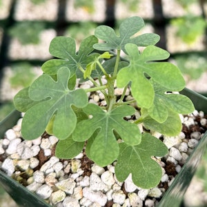 Adenia Glauca, Rare Succulent, Unique Houseplant, Climbing Plant in 3, 3.5, 6 pot image 7