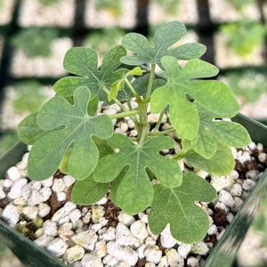 May include: A small potted plant with light green, lobed leaves. The plant is in a square, dark green plastic pot filled with white and tan pebbles. The leaves have a textured appearance, and the plant has a few small stems.