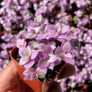 May include: A small pot of purple and green Tradescantia pallida 'Purple Heart' plant. The plant has delicate, pointed leaves with a silvery sheen.