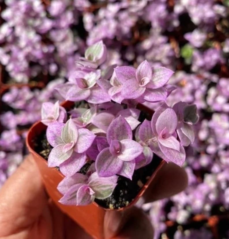 May include: A small pot of purple and green Tradescantia pallida 'Purple Heart' plant. The plant has delicate, pointed leaves with a silvery sheen.