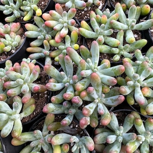 Jelly Beans, Sedum Pachyphyllum Rose, Live Succulent In 2, 4'' Pot image 9