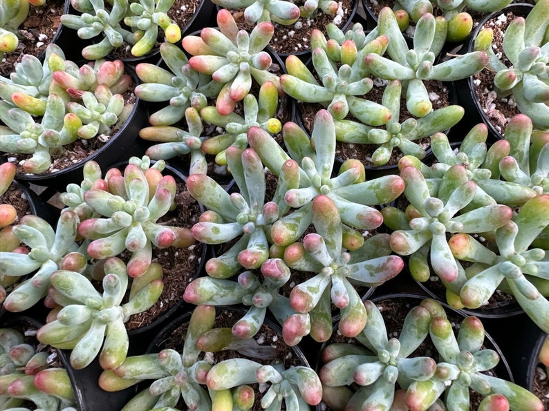 Jelly Beans, Sedum Pachyphyllum Rose, Live Succulent In 2, 4'' Pot image 9