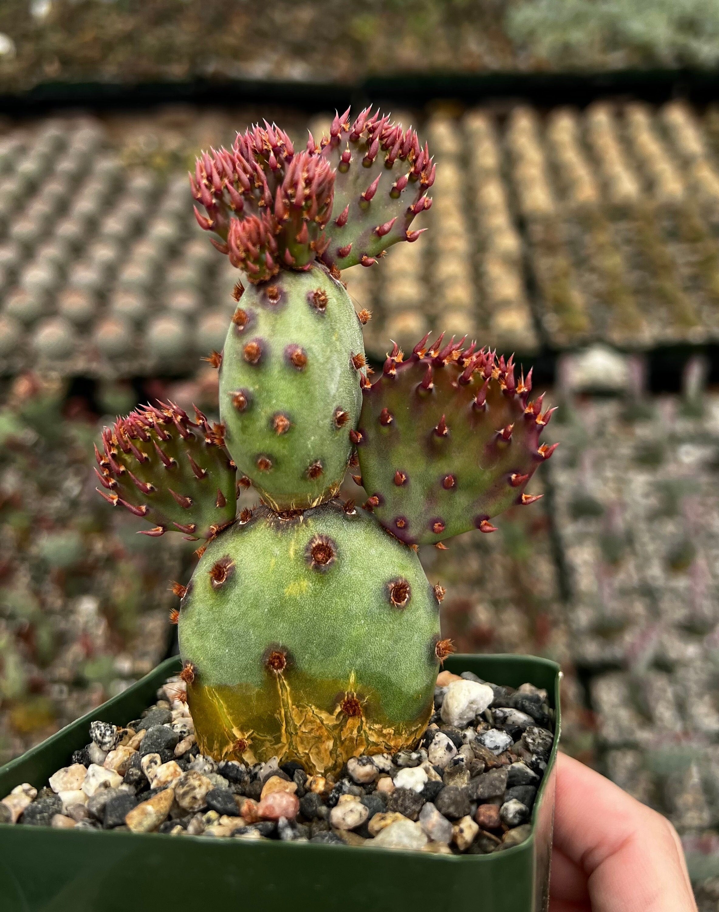 Opuntia Santa Rita Red Prickly Pear Live Cactus in 2",  3", 6" pot