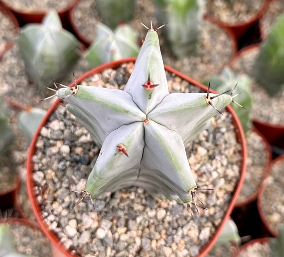 Grey Ghost Organ Pipe, Stenocereus Pruinosus, Rare Cactus in 2", 4", 6" Pot  - Etsy Finland