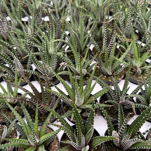 Zebra Plant, Haworthia Fasciata, Small Succulent, Easy care plant in 2, 4 pot image 7