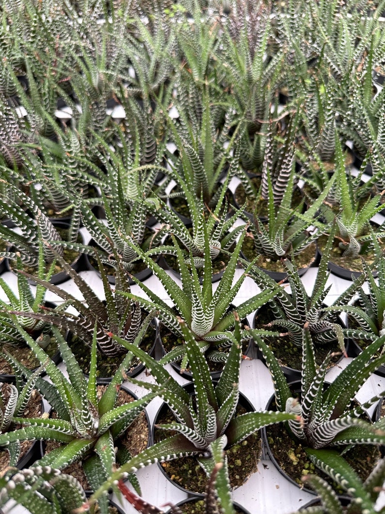 Zebra Plant, Haworthia Fasciata, Small Succulent, Easy care plant in 2, 4 pot image 7