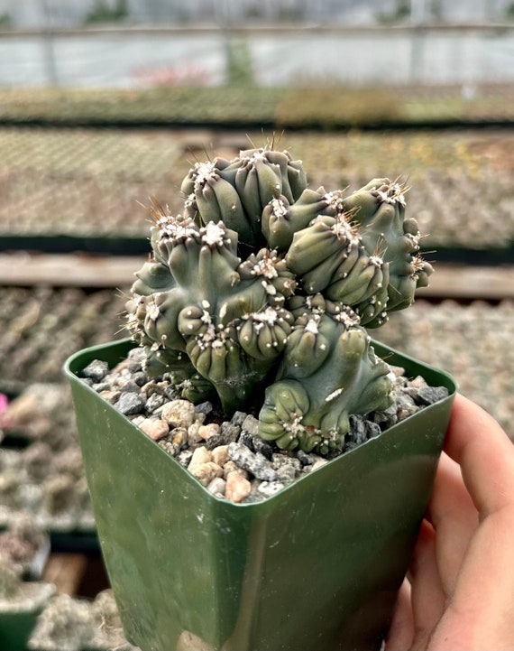 grünlilie kaufen Grünlilie 'Variegatum' kaufen – Mein schöner Garten Shop main image 1