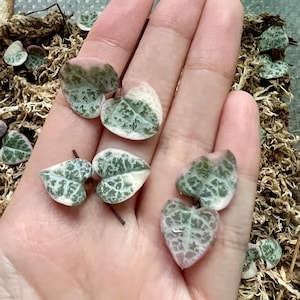 Variegated String of Hearts Cuttings, VSOH, Ceropegia Woodii Cuttings, Hanging Plant Cuttings, Baby Succulent for Propagation