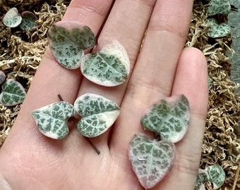 Variegated String of Hearts Cuttings, VSOH, Ceropegia Woodii Cuttings, Hanging Plant Cuttings, Baby Succulent for Propagation