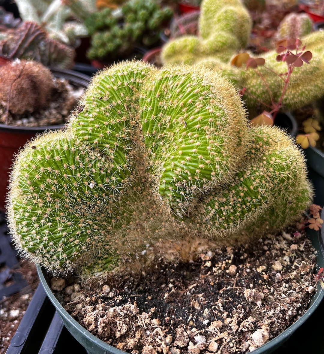 Cleistocactus Winteri Cristata, Golden Rat Tail Cactus, Crested Cactus,  Rare Cactus, Exotic Succulent, Live Plant in 6'' Pot - Etsy