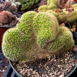 May include: A green cactus with a unique, cloud-like shape, growing in a brown pot with dark brown soil.