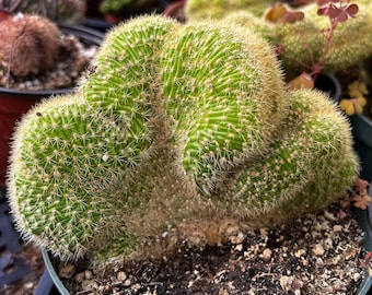 Cleistocactus Winteri Cristata, Golden Rat Tail Cactus, Crested Cactus, Rare Cactus, Exotic Succulent, Live Plant in 6'' pot