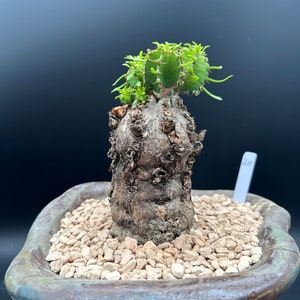 Euphorbia Mlanjeana, Exotic Rare Plant, Unique Plant Collection, Ship in Bare Root image 8