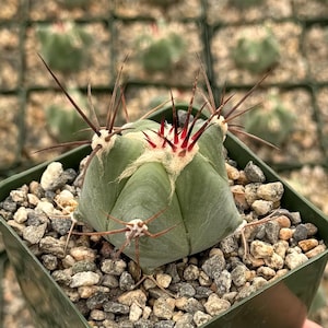 May include: A set of three ceramic mugs with a speckled, matte finish. The mugs are in shades of cream, light gray, and dark gray. Each mug has a simple, minimalist design, perfect for coffee or tea.