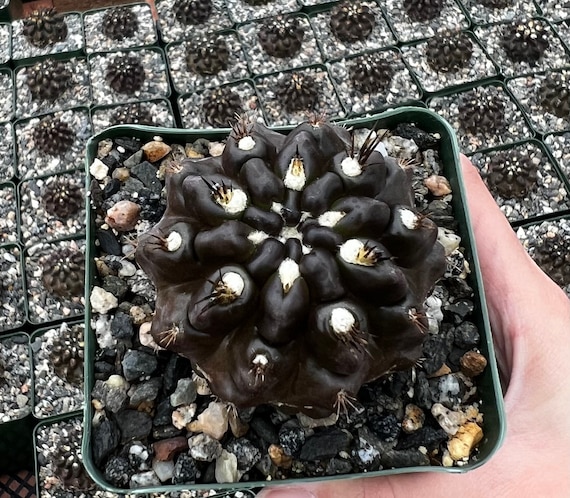 Black Cactus, Neochilenia Huascensis, Rare Cactus in 4