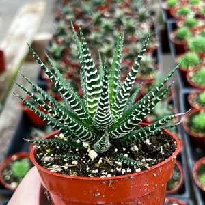 Zebra Plant, Haworthia Fasciata, Small Succulent, Easy care plant in 2, 4 pot 4” pot