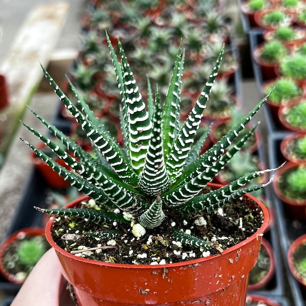 Zebra Plant, Haworthia Fasciata, Small Succulent, Easy care plant in 2", 4" pot